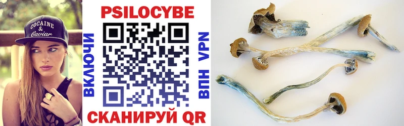 как найти   Сусуман  Псилоцибиновые грибы прущие грибы 